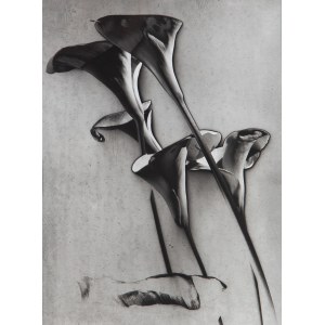 Man Ray (1890 Filadelfia - 1976 Paryż), Kalie, 1931/lata 80. XX w.