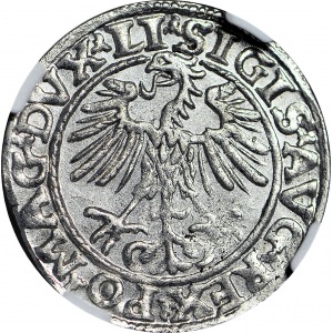 R-, Zygmunt II August, Półgrosz 1553, Wilno, T.5mk.,R3, menniczy