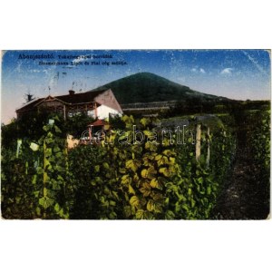 1936 Abaújszántó, Tokaj-hegyaljai borvidék, Zimmermann Lipót és fiai cég szőlője (fl)