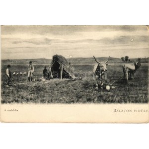 Balaton Vidéke, a vezérbika. D.K.F.E. 895.