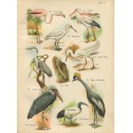 SCHLEYER August - Atlas of birds [1914] [30 chromolithographs] [publisher's binding].