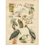 SCHLEYER August - Atlas ptaków [1914] [30 chromolitografii] [oprawa wydawnicza]