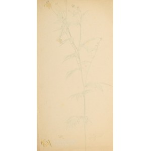 Wlastimil HOFMAN (1881-1970), Kwiat polny