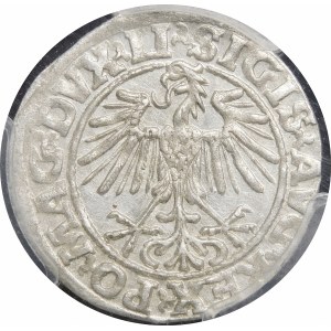 Zygmunt II August, Półgrosz 1549, Wilno - 9 Pogoń, LI/LITVA - przebitka daty 1549/8 - rzadki