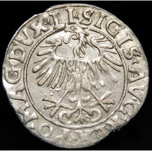 Sigismund II Augustus, Half-penny 1556, Vilnius - LI/LITVA