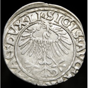Zygmunt II August, Półgrosz 1556, Wilno - LI/LITVA - wariant