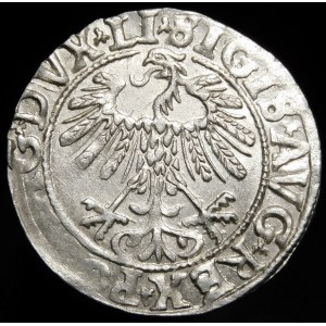 Žigmund II August, polgroš 1558, Vilnius - LI/LITV