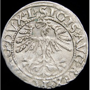 Sigismund II Augustus, Half-grosz 1562, Vilnius - 17 Pogon, L/LITV