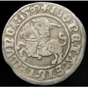 Zygmunt I Stary, Półgrosz 1509, Wilno - Pogoń bez pochwy - dwukropek