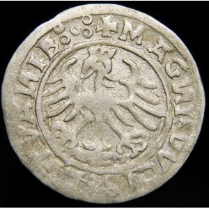 Sigismund I. der Alte, halber Pfennig 1520, Vilnius - Fehler SIGISMVANDI:5Z0 - Pentagramm - sehr selten