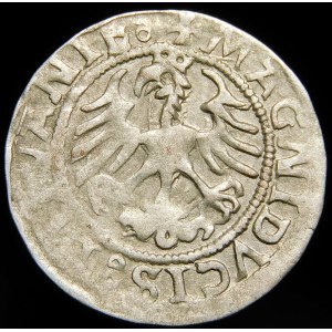 Sigismund I. der Alte, Halber Pfennig 1521, Wilna - keine Marke, Doppelpunkt