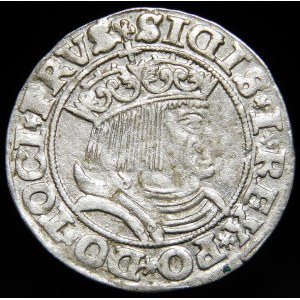Sigismund I the Old, Penny 1531, Torun - variety - rarer
