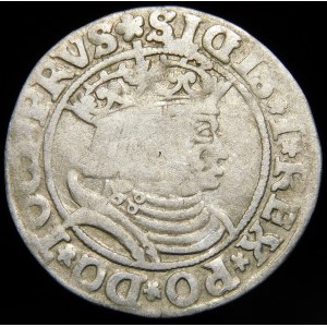 Sigismund I the Old, Penny 1531, Torun - variety - rarer