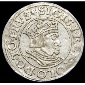 Sigismund I the Old, Grosz 1535, Gdansk - PRVS, asterisk - beautiful