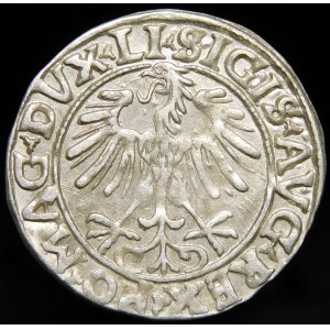 Zygmunt II August, Półgrosz 1556, Wilno - LI/LITV - piękny
