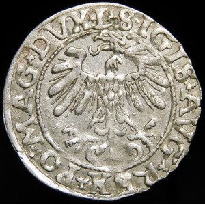 Zygmunt II August, Półgrosz 1557, Wilno - L/LITVA