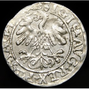 Zygmunt II August, Półgrosz 1559, Wilno - L/LITV - duża 9 - rzadki