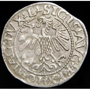 Zygmunt II August, Półgrosz 1560, Wilno - DVX L/LITVA - A bez poprzeczek - rzadki