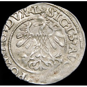 Sigismund II Augustus, Half-penny 1560, Vilnius - DVX L/LITV - 2 rosettes - very rare.