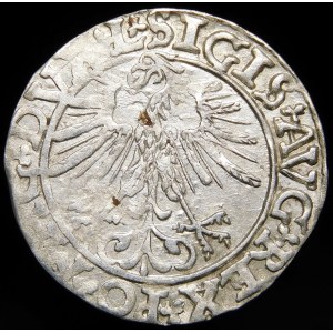Zygmunt II August, Półgrosz 1561, Wilno - 14 Orzeł, L/LITVA