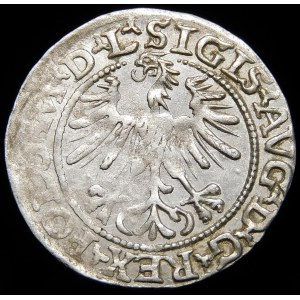 Zygmunt II August, Półgrosz 1564, Wilno - 21 Pogoń, Topór, L/LITVA