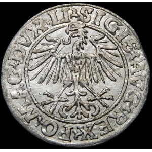 Sigismund II Augustus, Half-penny 1549, Vilnius - 9 Pogon, LI/LITVA - date punch 1549/8 - rare