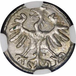 Sigismund II Augustus, Denarius 1555, Vilnius - beautiful