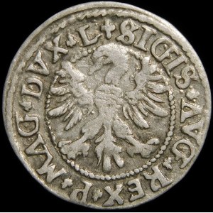 Zikmund II Augustus, půlgroš 1546, Vilnius - starší typ orlice - L/LITV