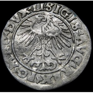 Sigismund II Augustus, Half-penny 1553, Vilnius - LI/LITVA - rare