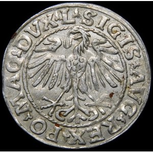 Sigismund II Augustus, Half-penny 1548, Vilnius - Roman I, L/LITVA - rare
