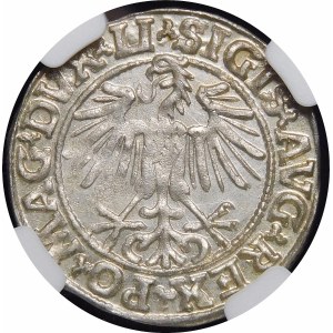 Zygmunt II August, Półgrosz 1549, Wilno - 9 Pogoń, LI/LITVA - piękny
