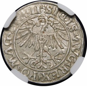 Zikmund II August, půlpenny 1551, Vilnius - LI/LITVA - vzácnější