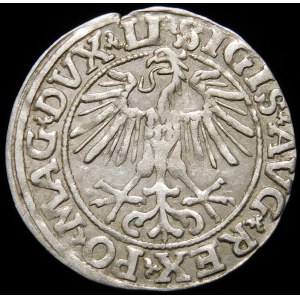 Sigismund II Augustus, Half-penny 1551, Vilnius - LI/LITVA