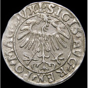 Sigismund II Augustus, Half-penny 1557, Vilnius - L/LITVA