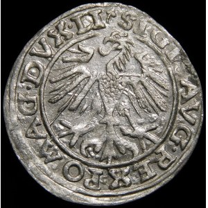 Zygmunt II August, Półgrosz 1557, Wilno - trójlistki - Behm - b. ładny