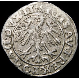 Zygmunt II August, Półgrosz 1557, Wilno - trójlistki - Behm - piękny