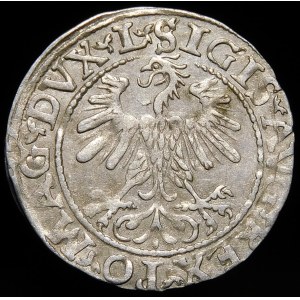 Zygmunt II August, Półgrosz 1560, Wilno - DVX L/LITV