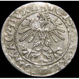 Zygmunt II August, Półgrosz 1560, Wilno - DVX L/LITVA