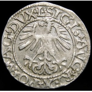 Zygmunt II August, Półgrosz 1561, Wilno - 13 Orzeł, L/LITV