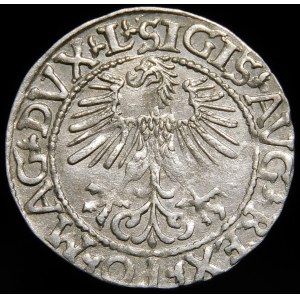 Sigismund II Augustus, Half-penny 1561, Vilnius - 14 Eagle, L/LITVA