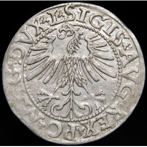 Zygmunt II August, Półgrosz 1562, Wilno - 17 Pogoń, L/LITV