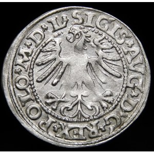 Sigismund II Augustus, Half-penny 1563, Vilnius - DVOAT error - very rare
