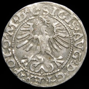 Zygmunt II August, Półgrosz 1564, Wilno - 21 Pogoń, Topór, L/LITV
