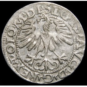 Sigismund II Augustus, Half-penny 1565, Vilnius - 22 Pogon, Axe, L/LITV