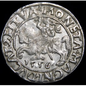 Zikmund II August, půlpenny 1556, Vilnius - LI/LITVA