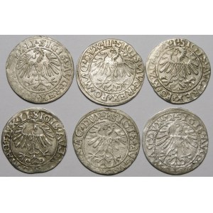 Zygmunt II August, Półgrosz Wilno 1548-1561 - zestaw (szt. 6)