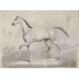 Anna M.E. van LIMBURG STIRUM, Niderlandy (1867 - 1939), Koń arabski,