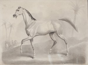 Anna M.E. van LIMBURG STIRUM, Niderlandy (1867 - 1939), Koń arabski,