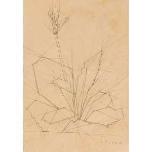 PETER TÖLZER (Vienna 1910 - 1997 Vienna), Dandelion