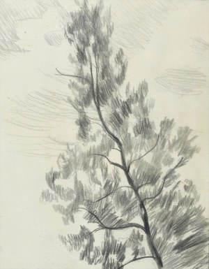 Stanisław KAMOCKI (1875-1944), Studium drzewa i chmur, ok. 1905